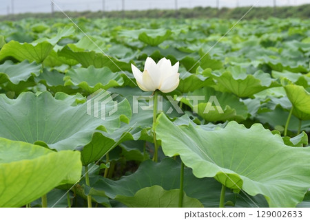 荷葉,夏天 荷葉,夏天 129002633