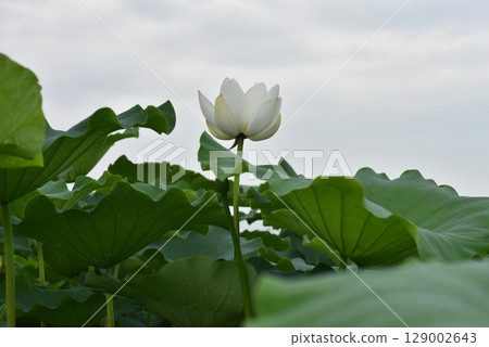 Lotus leaves, summer 129002643