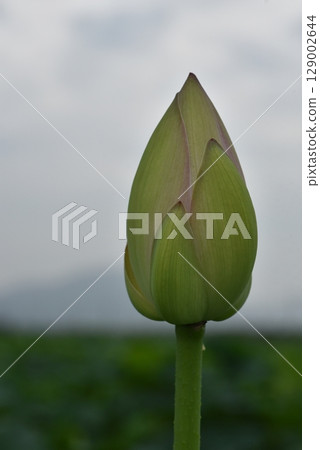 荷葉，夏天 129002644