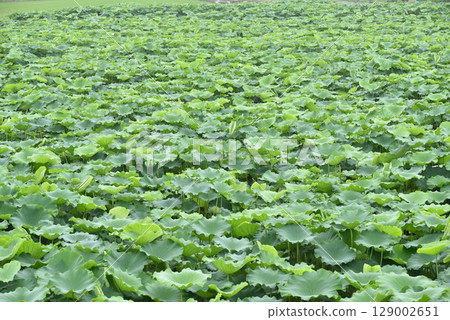 Lotus leaves, summer Lotus leaves, summer 129002651