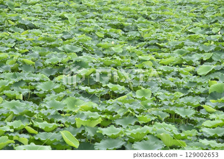 荷葉,夏天 荷葉,夏天 129002653