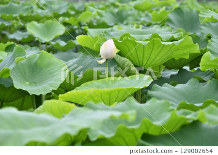 Lotus leaves, summer Lotus leaves, summer 129002654