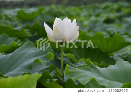 荷葉,夏天 荷葉,夏天 129002655