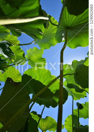 荷葉，夏天 129002660