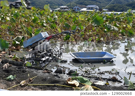 Farmer, lotus root Farmer, lotus root 129002668