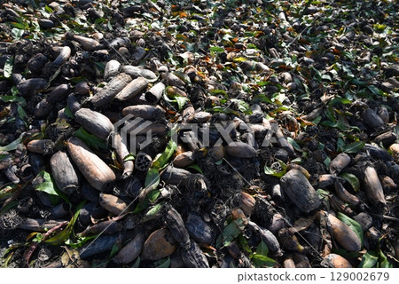 A lot of lotus roots that have fallen to the ground 129002679