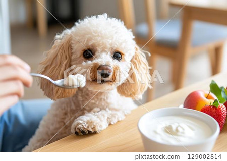 Toy poodle eating yogurt 129002814