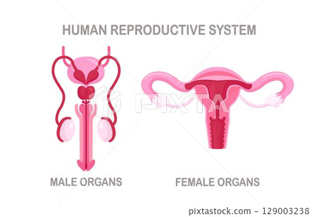 Human Reproductive System. Male and Female internal organs. Medicine educational information. Genital organ, structure of uterus, cervix, ovary, fallopian tube. Healthy prostate, penis, testicles. 129003238