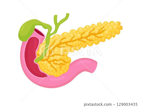 Anatomy Pancreas. Human internal organ. Digestive enzymes, pancreatic islet and other internal elements. Medical education, biology 129003435