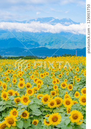 [山梨縣] 北杜市明野向日葵節，以南阿爾卑斯山為背景 129003750