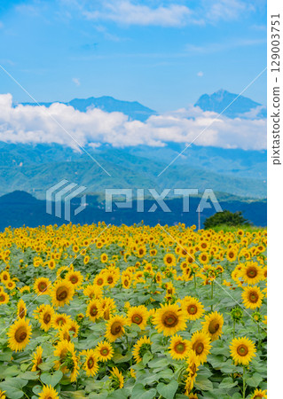[山梨縣] 北杜市明野向日葵節，以南阿爾卑斯山為背景 129003751