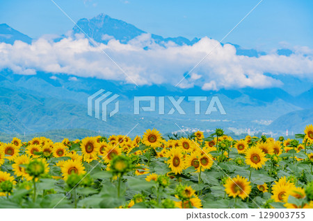[山梨縣] 北杜市明野向日葵節，以南阿爾卑斯山為背景 129003755
