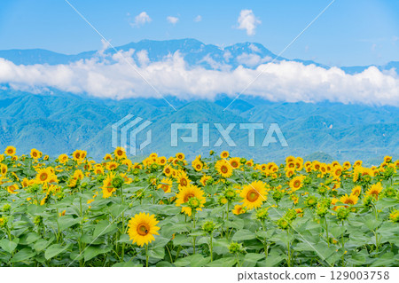 [Yamanashi Prefecture] Hokuto City Akeno Sunflower Festival with the Southern Alps in the background 129003758