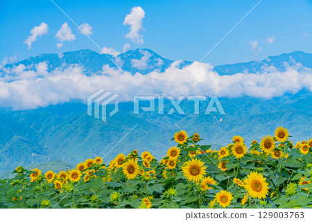 [山梨縣] 北杜市明野向日葵節，以南阿爾卑斯山為背景 129003763