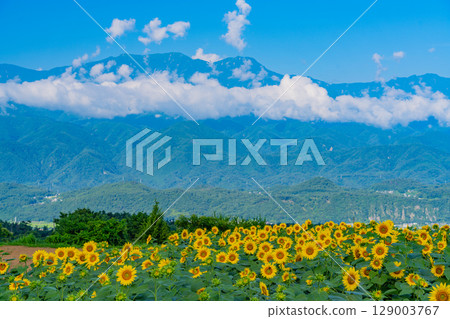 [Yamanashi Prefecture] Hokuto City Akeno Sunflower Festival with the Southern Alps in the background 129003767