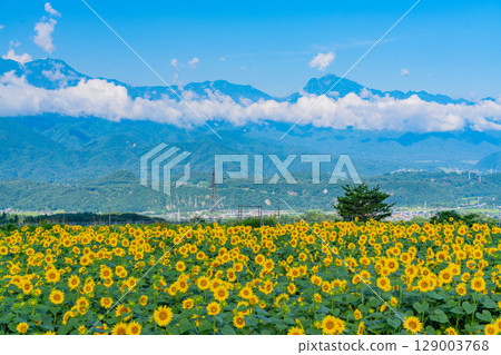 [山梨縣] 北杜市明野向日葵節，以南阿爾卑斯山為背景 129003768