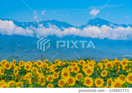 [Yamanashi Prefecture] Hokuto City Akeno Sunflower Festival with the Southern Alps in the background 129003773