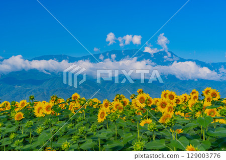 [山梨縣] 北杜市明野向日葵節，以南阿爾卑斯山為背景 129003776
