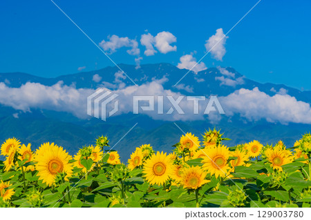 [山梨縣] 北杜市明野向日葵節，以南阿爾卑斯山為背景 129003780