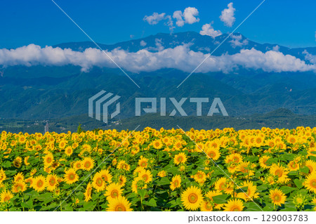 [山梨縣] 北杜市明野向日葵節，以南阿爾卑斯山為背景 129003783
