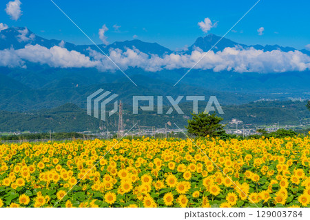 [山梨縣] 北杜市明野向日葵節，以南阿爾卑斯山為背景 129003784