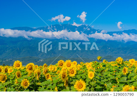 [Yamanashi Prefecture] Hokuto City Akeno Sunflower Festival with the Southern Alps in the background 129003790