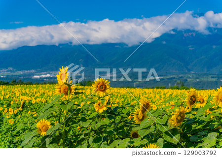[山梨縣] 北杜市明野向日葵節，以南阿爾卑斯山為背景 129003792