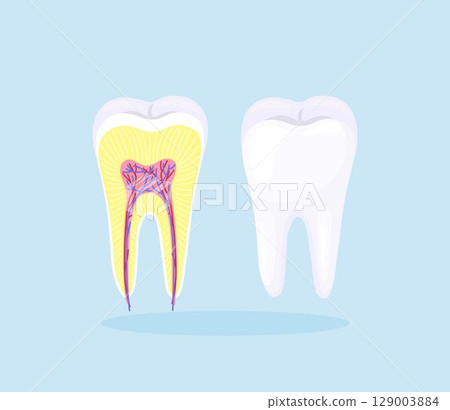 Human tooth structure. Cross section scheme representing tooth enamel, dentine, pulp with blood vessels and nerves, cementum and structures around it. Dental anatomy 129003884