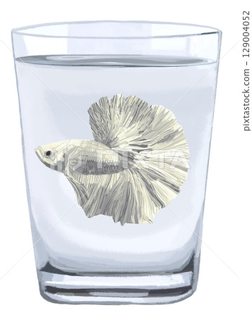 Betta (white) in a cup Betta (white) in a cup 129004052