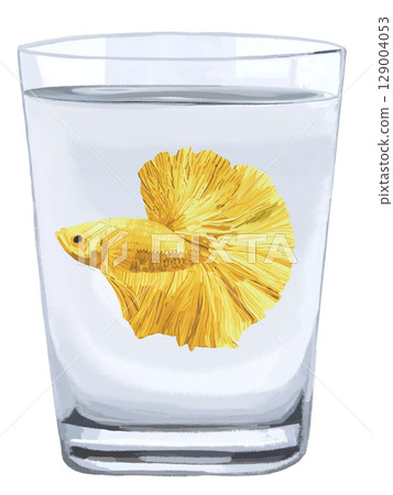 杯中的鬥魚（黃色） 129004053