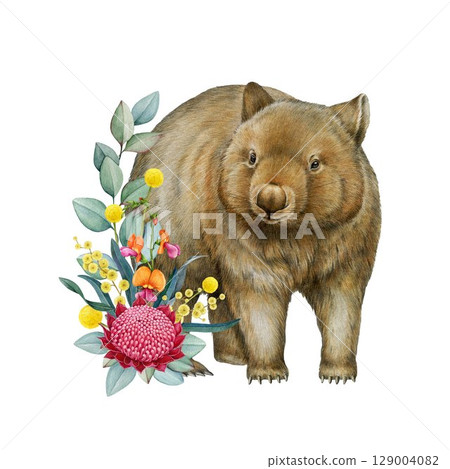 Common wombat with floral decor hand drawn watercolor realistic illustration on white background. Wombat Australian native endemic marsupial mammal with Australia wildflowers native flora decoration Common wombat with floral decor hand drawn watercolor realistic illustration on white background. Wombat Australian native endemic marsupial mammal with Australia wildflowers native flora decoration 129004082