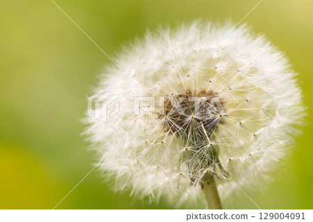 蓬鬆的蒲公英絨毛 129004091