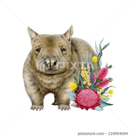 Norther hairy-nose wombat with floral decor hand drawn watercolor illustration on white background. Wombat Australian native endemic marsupial mammal with Australia wildflowers native flora decor Norther hairy-nose wombat with floral decor hand drawn watercolor illustration on white background. Wombat Australian native endemic marsupial mammal with Australia wildflowers native flora decor 129004094