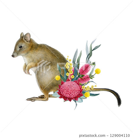 Woylie with floral decor hand drawn watercolor illustration on white background. Brush-tailed bettong Australian native marsupial endemic mammal. Woylie with Australia native flora decoration 129004110