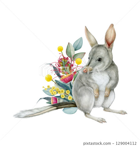 Bilby with floral decor hand drawn watercolor illustration on white background. Australian rabbit bandicoot native endemic marsupial mammal with Australia wildflowers native flora decoration Bilby with floral decor hand drawn watercolor illustration on white background. Australian rabbit bandicoot native endemic marsupial mammal with Australia wildflowers native flora decoration 129004112