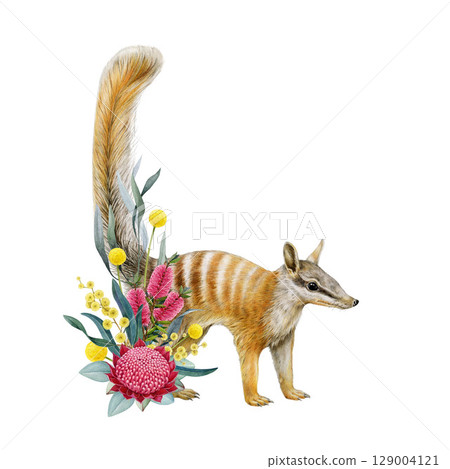 Numbat with floral decor hand drawn watercolor realistic illustration on white background. Australian anteater native endemic marsupial mammal with Australia wildflowers native flora decoration 129004121