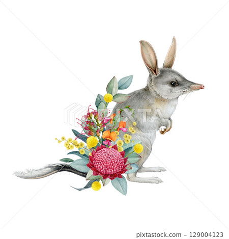 Bilby with floral decor hand drawn watercolor illustration on white background. Australian rabbit bandicoot native endemic marsupial mammal with Australia wildflowers native flora decoration. Bilby with floral decor hand drawn watercolor illustration on white background. Australian rabbit bandicoot native endemic marsupial mammal with Australia wildflowers native flora decoration. 129004123