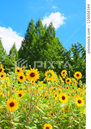 向日葵田裡適合拍照打卡的景點 129004344