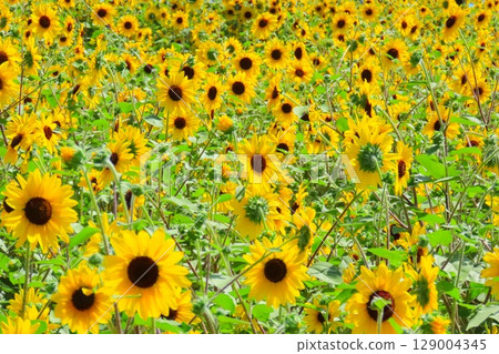 Instagrammable spots in the sunflower fields Instagrammable spots in the sunflower fields 129004345
