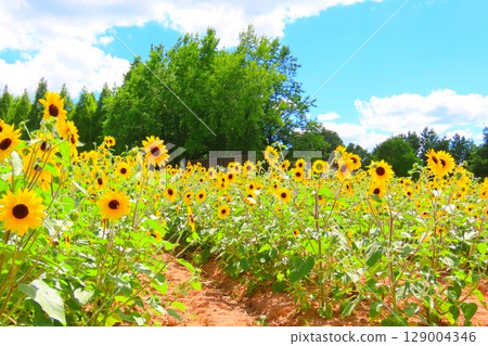 Instagrammable spots in the sunflower fields Instagrammable spots in the sunflower fields 129004346
