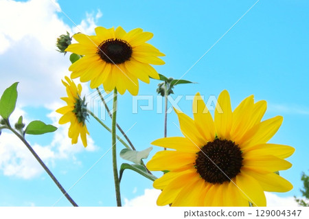 Instagrammable spots in the sunflower fields Instagrammable spots in the sunflower fields 129004347