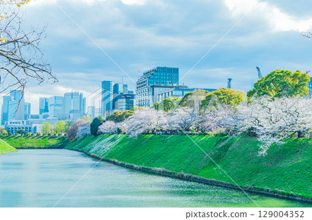 Cherry blossoms at Chidorigafuchi, Tokyo 129004352