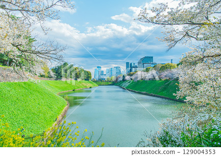 東京千鳥淵的櫻花 東京千鳥淵的櫻花 129004353