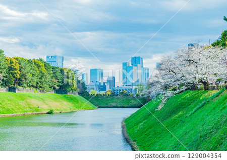 東京千鳥淵的櫻花 129004354