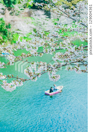 Cherry blossoms at Chidorigafuchi, Tokyo 129004361