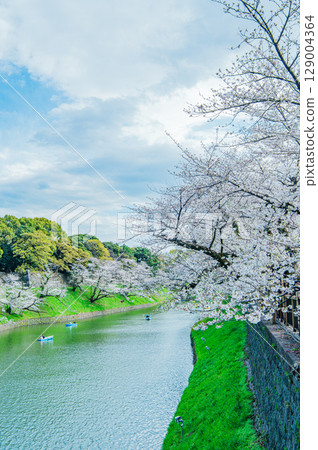 東京千鳥淵的櫻花 129004364