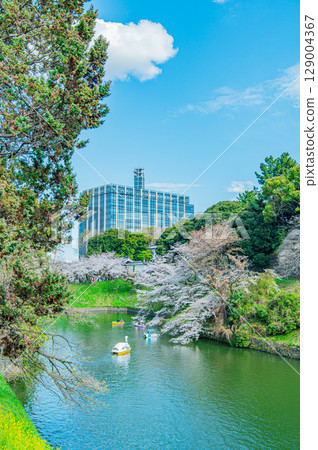 Cherry blossoms at Chidorigafuchi, Tokyo 129004367