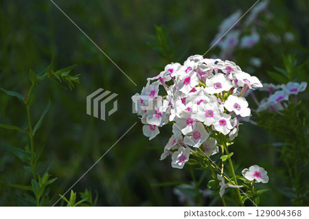 Hydrangea (flowering herbs) Hydrangea (flowering herbs) 129004368