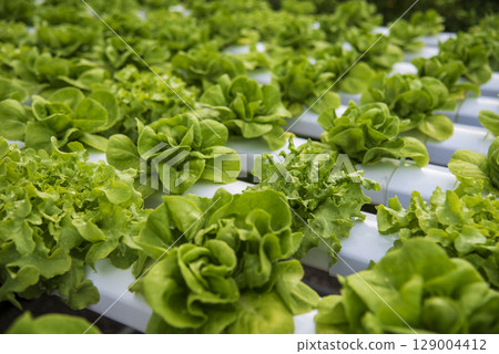 Salad farm vegetable green oak lettuce. Close up fresh organic hydroponic vegetable plantation produce green salad hydroponic cultivate farm. Green oak lettuce salad in green Organic plantation Farm 129004412