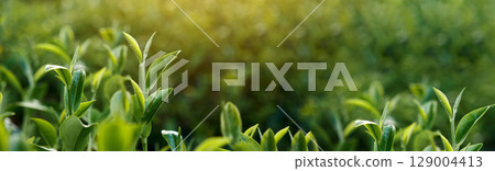 Banner Green tea tree leaves camellia sinensis organic farm sunlight. Panorama Fresh young tender bud herbal farm in morning. Banner Sunlight Green tea tree plant. Wide Green Tea Tree with copy space Banner Green tea tree leaves camellia sinensis organic farm sunlight. Panorama Fresh young tender bud herbal farm in morning. Banner Sunlight Green tea tree plant. Wide Green Tea Tree with copy space 129004413